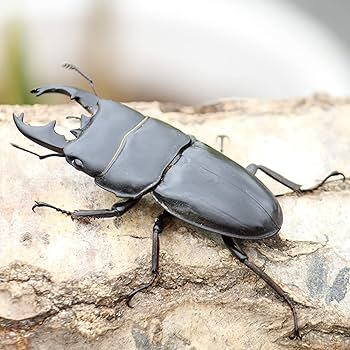Amazon | 【BIG HORN】アルキデスヒラタクワガタ 成虫ペア オス